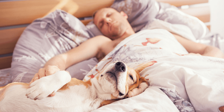 Beagle dog sleep with his owner in bed